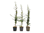 Pyracantha "Soleil d`Or" - (Feuerdorn Soleil d`Or),               Topf 1,5 - 2 Liter               60-80 cm